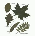Welches Blatt gehört zu welchem Baum? - Arbeitsblatt Sachunterricht - Biologie