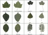 Das Baum-Blätter-Memorix - School-Scout Unterrichtsmaterial Biologie - Biologie