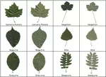 Das Baum-Blätter-Memorix - School-Scout Unterrichtsmaterial Biologie - Biologie