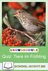 Quiz: Tiere im Frühling - Wissen spielend überprüfen und vertiefen - Sachunterricht