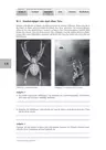Spinnen - flink mit vier Beinpaaren unterweg - Arachniden unter die Lupe genommen - Biologie