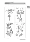 Das Pflanzendetektivspiel - Spätblüher - Kurzweiliges Lernspiel für den Biologieunterricht - Biologie