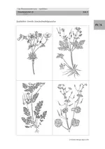 Das Pflanzendetektivspiel - Spätblüher - Kurzweiliges Lernspiel für den Biologieunterricht - Biologie