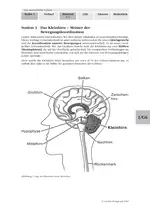 Das menschliche Gehirn - Gehirnteile des Menschen und ihre Aufgaben - Biologie