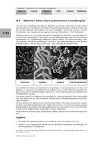 Bakterien - gefährliche oder nützliche Organismen? - Vorkommen, Bau, Lebensbedingungen und Leistungen dieser Organismen - Biologie