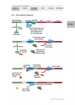 Prinzipien der Genregulation mit 1 Farbfolie - Die Steuerung der Aktivität von Genen / Genexpression - Biologie