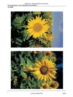Die Sonnenblume - eine vielseitige Sonnenanbeterin (3. Klasse) - Kompetenzorientierte Unterrichtseinheit - Sachunterricht