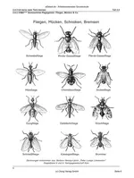Sommerliche Plagegeister: Fliegen, Mücken und Co. (3.-4. Klasse) - Kreative Ideenbörse Grundschule - Sachunterricht