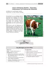 Stationenlernen Das Rind - unser wichtigstes Nutztier - Körperbau, Lebensweise und Haltung des Hausrinds - Biologie