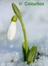 Die Erde erwacht - unsere Frühblüher - Die heimische Tulpe unter die Lupe genommen - Naturwissenschaft