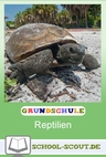 Schlangen, Krokodile & Schildkröten - Die große Mappe rund um Reptilien - Praktisch, kindgerecht und sofort einsetzbar! - Sachunterricht