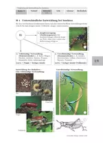Vergleichende Entwicklung bei Insekten - Körpergliederung und äußerer Bau bei Insekten - Biologie