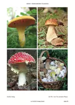 Der Pilz - kein Tier und keine Pflanze (1.-2. Klasse) - Der Wald als Lebensraum für viele Lebewesen und Pflanzen - Sachunterricht