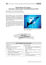 Der Wal: Sanfter Riese der Ozeane - Stationenlernen - Körperbau, Lebensweise und Gefährdung der Wale - Biologie