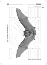 Ein Säugetier mit Flügeln - den Geheimnissen der Fledermaus auf der Spur - Pflanzen, Tiere, Lebensräume - Naturwissenschaft