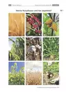 Kakao, Kartoffel & Co. - die wichtigsten Nutzpflanzen im Fokus - Stationenlernen mit Kreuzworträtsel - Biologie