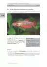 Das Aggressionsverhalten des Siamesischen Kampffisches - Verhaltenslehre im Biologieunterricht - Verhaltensbiologie - Biologie