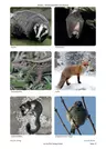 Tiere im Winter - Unterrichtsideen - Überwintern von Säugetieren und Reptilien - Sachunterricht