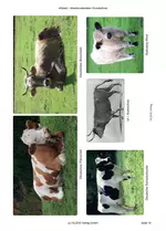 Lapbook Kuh: Rund ums Rind - Alles über Kühe - Sachunterricht