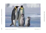 Tierlexikon Pinguine - Ein Lesefertigkeitstrainig (2. Klasse) - Fächerverbindende Materialien Deutsch - Sachunterricht . Stationenlernen - Deutsch