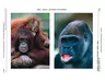 Affen - unsere tierischen Verwandten - An morgen denken - Ethik
