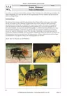 Projekt Wildbienen - Entdeckungsreise in das Reich „unbekannter“ Insekten - Naturwissenschaft