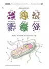 EHEC - ein gefährlicher Gast im Darm - Mikrobiologie - mit einem Kreuzworträtsel - Biologie