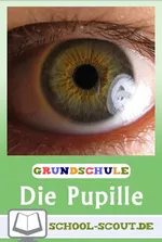 Die Pupille (Auge) - Kinder experimentieren in der Grunschule - Arbeitsblätter in Stationenform - Sachunterricht