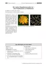 Wir stellen Ringelblumensalbe her - Eine Projektarbeit zu Heilpflanzen - Biologie