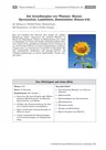 Wurzel, Sprossachse, Laubblätter, Blütenblätter - der Grundbauplan von Pflanzen - Bau und Funktion von Pflanzen - Biologie