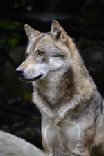 Der Wolf: Gekommen, um zu bleiben - Wie ein Heimkehrer unser Leben verändert - Mythos, Gefährdung, Rückkehr - Ethik