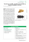 Wirbellose Tiere: Von der Larve zum Käfer - Die Lebensweise der Käfer am Beispiel des Mehlkäfers erforschen - Biologie