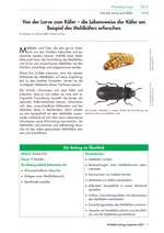 Wirbellose Tiere: Von der Larve zum Käfer - Die Lebensweise der Käfer am Beispiel des Mehlkäfers erforschen - Biologie