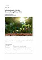 Samenpflanzen – von der Samenkeimung bis zur Blüte - Blütenpflanzen im Biologieunterricht - Biologie