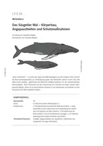 Wirbeltiere: Das Säugetier Wal - Körperbau, Angepasstheiten und Schutzmaßnahmen - Biologie