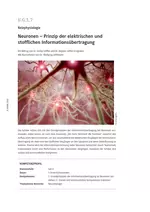 Reizphysiologie: Neuronen - Prinzip der elektrischen und stofflichen Informationsübertragung - Biologie