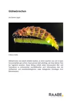 Glühwürmchen - Stoffwechsel und Energiehaushalt: Enzymatik - Biologie