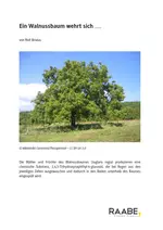 Ein Walnussbaum wehrt sich… - Ökologie: Biotische Faktoren - Biologie