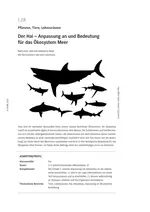 Der Hai - Anpassung an das Ökosystem Meer und deren Bedeutung - Biologie