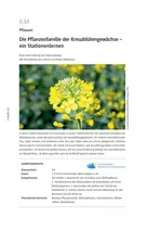 Die Pflanzenfamilie der Kreuzblütengewächse - Ein Stationenlernen - Biologie