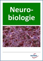 Neurobiologie (Sinnesorgane, Nerven, Nervensystem, Reizweiterleitung, Hormonsystem - mit Videosequenzen) - Veränderbare Word-Dateien, die Ihren Unterricht individualisieren! - Biologie