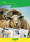 Schafe: Wissenskartei, Lapbook und Lapbox - Das Schaf. Eine Kulturgeschichte - Sachunterricht
