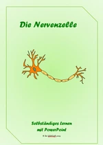 Arbeitsblätter PowerPoint: Die Nervenzellen - Selbstständiges Lernen mit Arbeitsblättern - Biologie