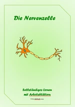 Arbeitsblätter: Die Nervenzellen - Selbstständiges Lernen mit Arbeitsblättern - Biologie